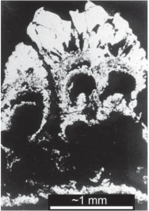 Figure 2. Botyroidal Cross-Section  A cross-section through an iron sulﬁ de  deposit shows the small chambers within