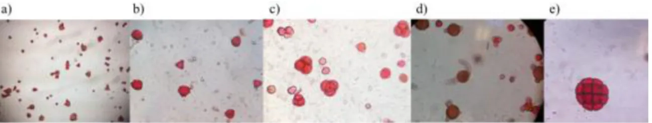 Figura 1.1 Visualização de grãos de pólen presentes em diferentes amostras de mel através de microscopia ótica