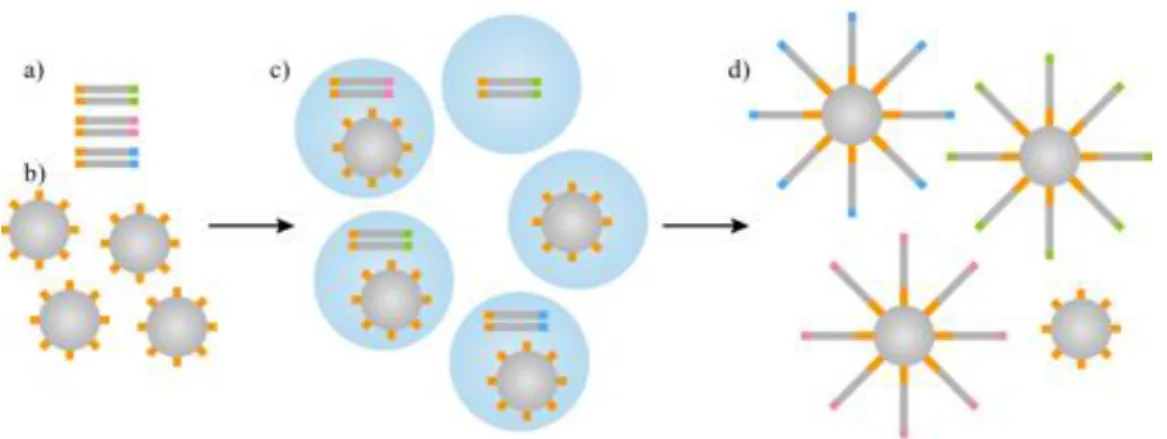 Figura 1.3 Imagem ilustrativa do PCR de emulsão. a)  Moléculas de DNA com barcodes; b) Esferas de agarose; c)  PCR de emulsão numa matriz de óleo; d) Amplificação clonal dos fragmentos