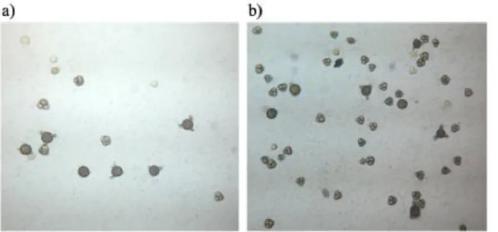 Figura 4.1 Imagem representativa dos grãos de pólen da mesma amostra visualizados ao microscópio ótico após  incubação à temperatura de: a) 40C e b) 65C