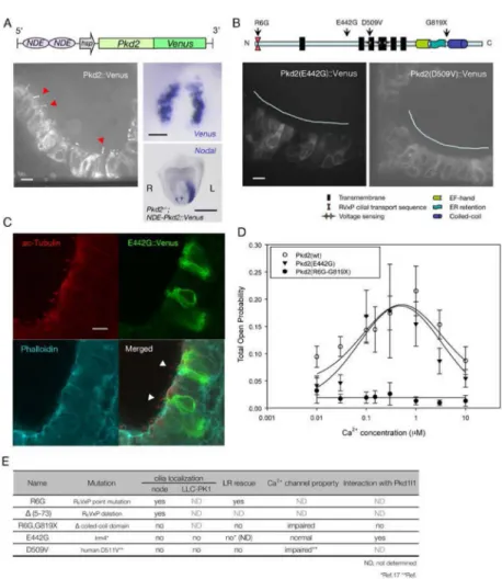 Figure 4. Ciliary localization of Pkd2 is required for correct L-R determination
