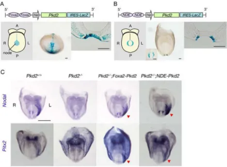 Figure 1. Specific requirement for Pkd2 in crown cells of the node for correct L-R patterning (A, B) Schematic representation of two types of node-specific Pkd2 transgeneare shown on the top