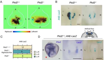 Figure 2. Pkd2 is necessary for sensing of nodal flow