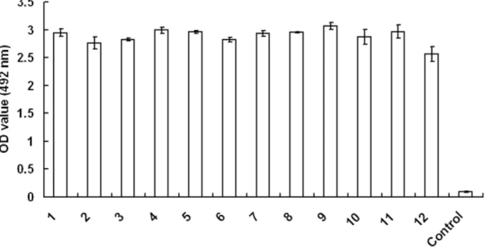 Figure 1. Binding analysis of the selected phages to BRV in ELISA. Twelve selected phages named phages 1 to 12 were incubated with the BRV in ELISA plates to test their binding activities to the viruses as described in Materials and methods