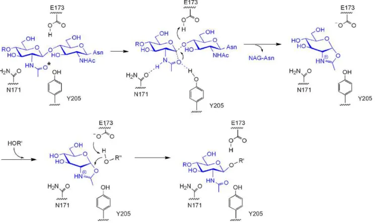 Figure 6. Mechanism of Endo-A mediated catalysis. (A) Substrate surrounded by critical amino acids - N171, E173 and Y205