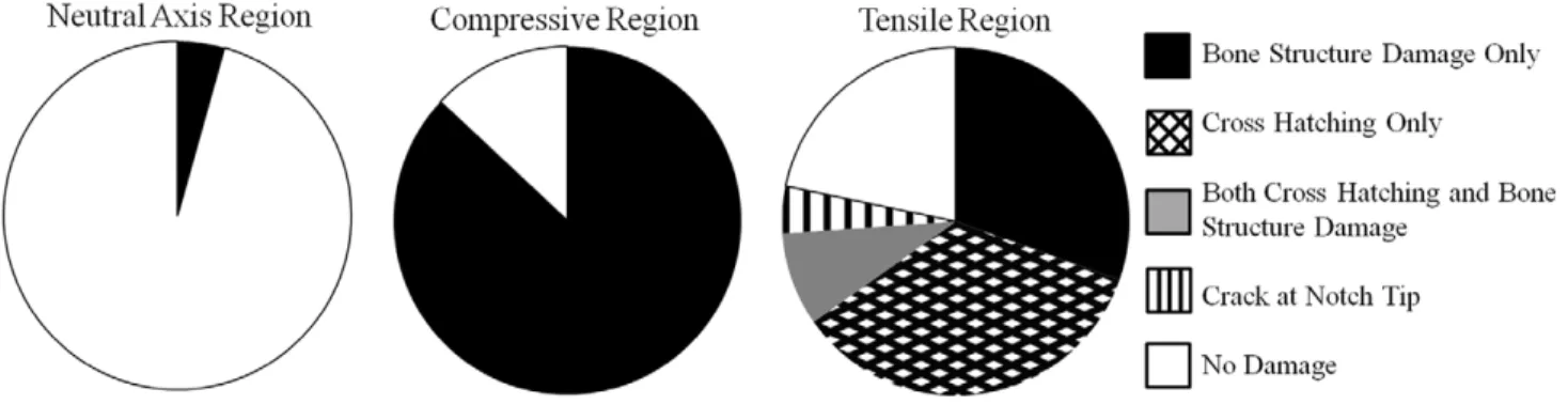 Figure 4. Lead-Uranyl Acetate staining of damage morphologies in notched bone samples