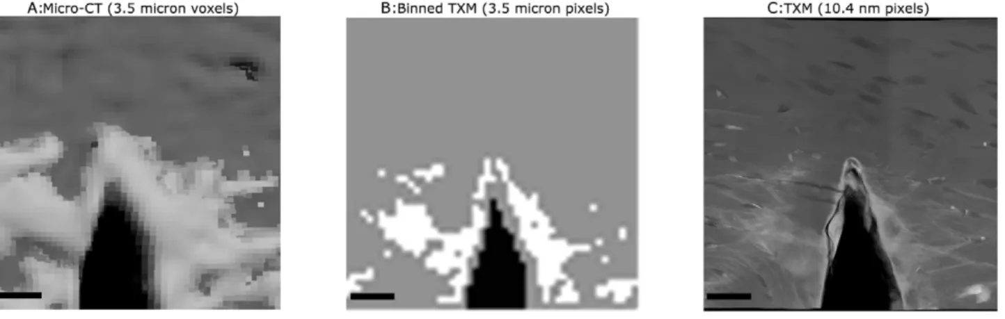 Figure 6. Comparison of damage visualization with TXM compared to micro-CT scanning. Comparison of micro-CT with TXM images of similar region of interest in notched cortical beam samples