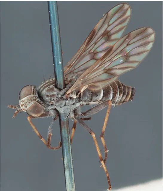Figure 10. Manestella caesia sp. n., female, oblique view. Body length = 4.0 mm.