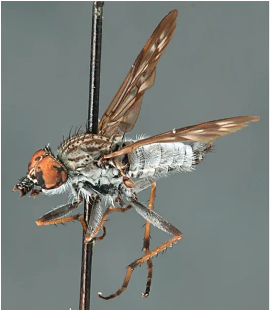 Figure 19. Manestella canities sp. n., male, oblique view. Body length = 3.5 mm.