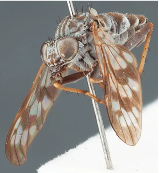 Figure 21. Manestella canities sp. n., female, oblique view. Body length = 4.2 mm.