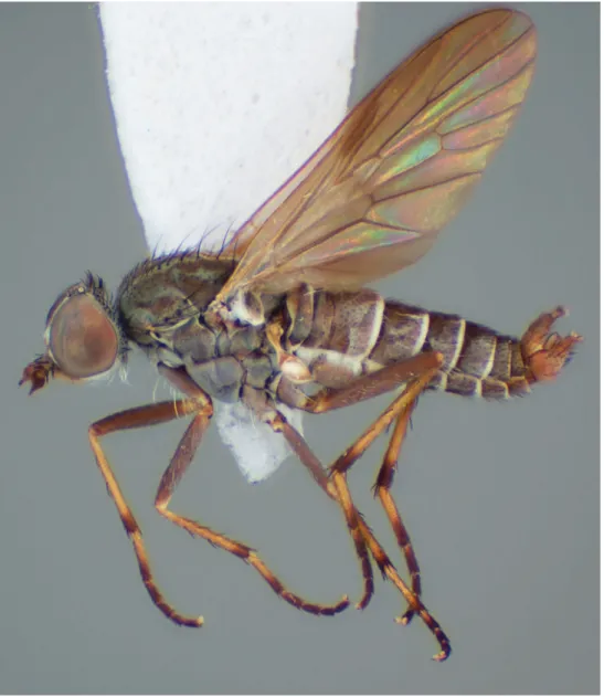 Figure 26. Manestella fumosa sp. n., male, lateral view. Body length = 3.0 mm.