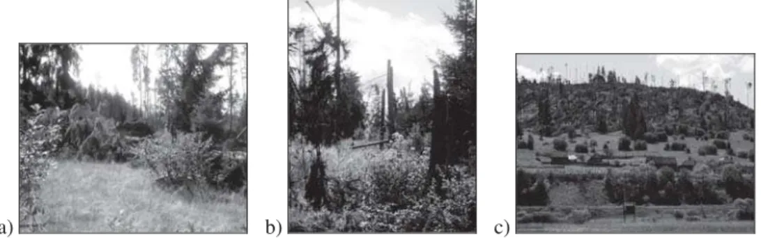 Figure no 4. Windthrow effects of 15 th -16 th  July 2010 of Giurgeu Depression:  