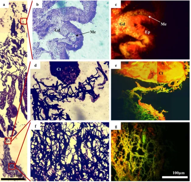 Fig 5. Immuno-histological sections of the coral Coelastrea aspera. Images highlight, in particular, the close association between the coral tissue and the cyanobacterium Halomicronema sp