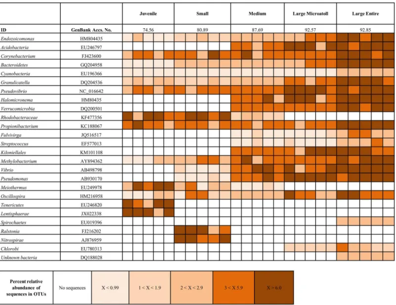 Fig 2. Heatmap, illustrating the dominance of different bacteria present in various samples of Coelastrea aspera