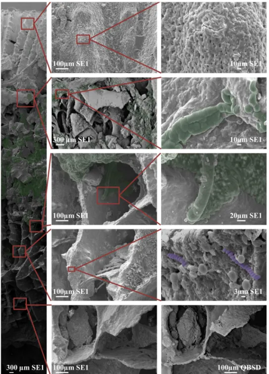 Fig 4. Scanning electron micrographs of preserved coral core of Coelastrea aspera. SEM highlighting the presence and absence of numerous microorganisms including the cyanobacterium Halomicronema sp.