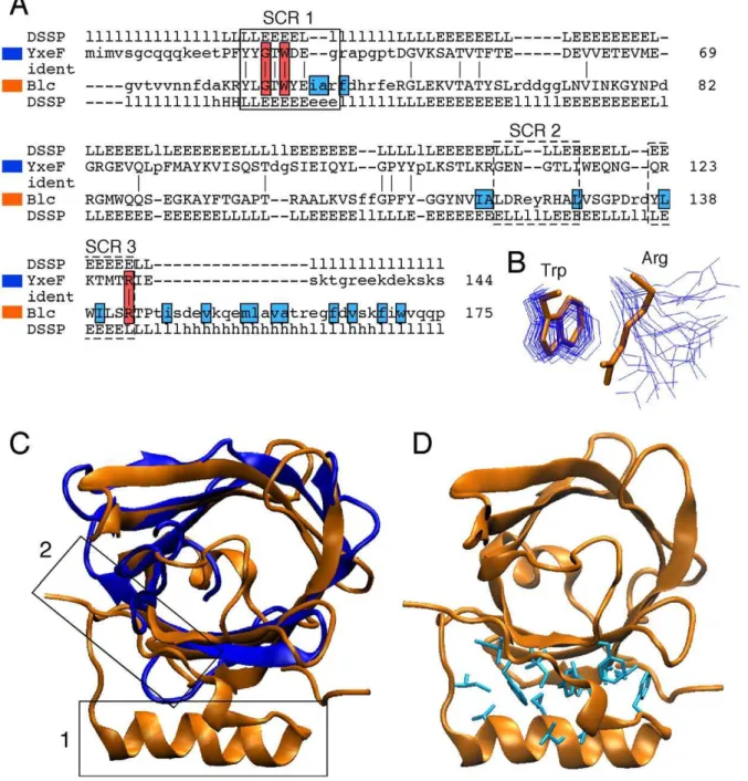 Figure 5. Comparison of YxeF NMR structure (PDB ID 2JOZ, coded in blue) and Blc X-ray crystal structure (PDB ID 3MBT, orange)