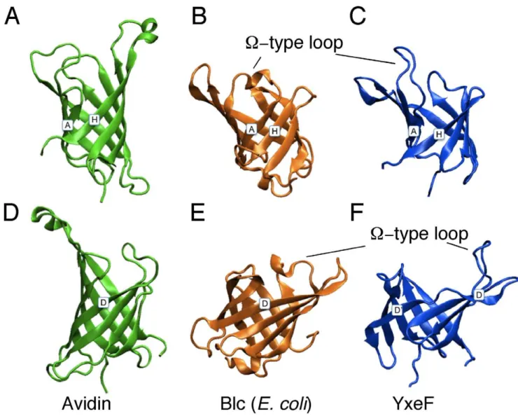 Figure 6. Comparison of b-barrels. Ribbon drawings of b-barrels of avidin (PDB ID 1AVD, green) in (A) and, after rotation by 180 u , in (D); bacterial lipocalin Blc from E