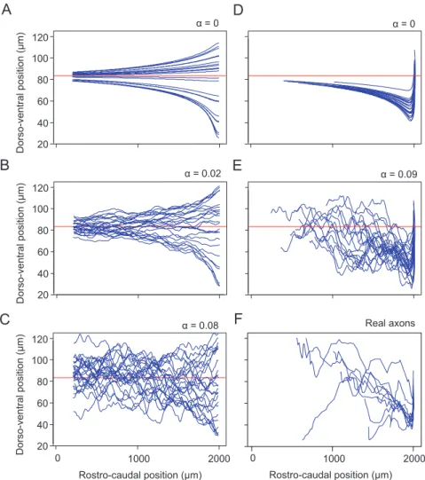 Figure 7. The influence of the random variable and initial angle on ascending axon growth