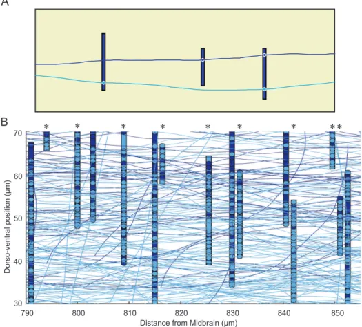 Figure 8. Connectome generation. A. Diagram with two longitudinally-running axons passing the dendrites (vertical bars) of three aIN neurons.
