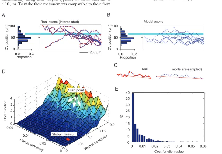Figure 3. Cost function components and optimization of growth parameters for tadpole aIN neurons