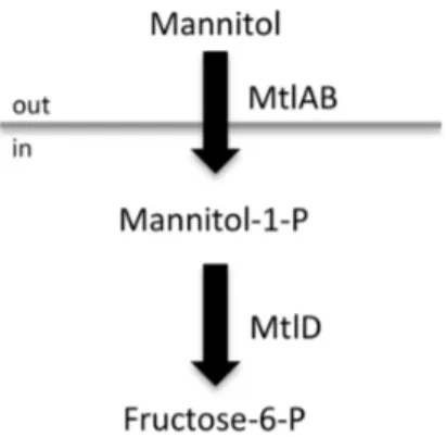 Figure 1. Mannitol uptake pathway in S. aureus . The mtlABFD operon encodes the Mtl-specific PTS (MtlAB) and the operon transcriptional repressor (MtlF); Mtl-1-P 5-dehydrogenase, encoded by mtlD, catalyses the conversion of Mtl-1-P to fructose-6-P which en