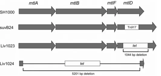 Figure 3. Schematic representation of the mtlABFD locus. Position of the transposon insertion and allelic replacements created during this study.