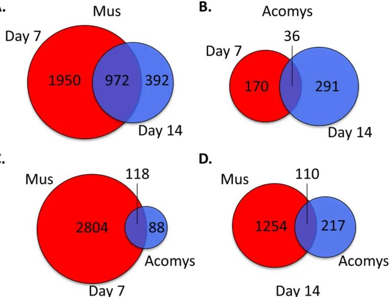 Fig 3. Venn diagram of differentially expressed genes in day 7 and 14 wounds, compared to normal skin