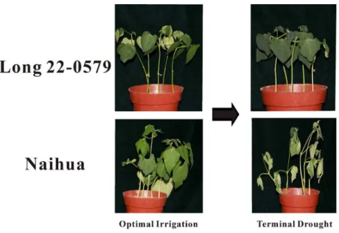 Table 1. Statistics for the unigenes of the common bean.