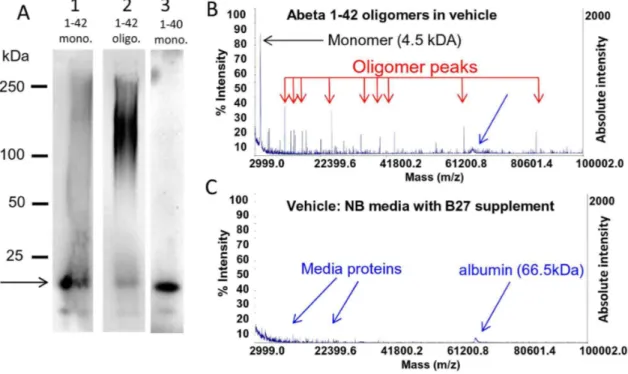 Figure 2. Characterization of synthetic human Abeta 1–42 oligomers by non-denaturing Western blot, MALDI-TOF