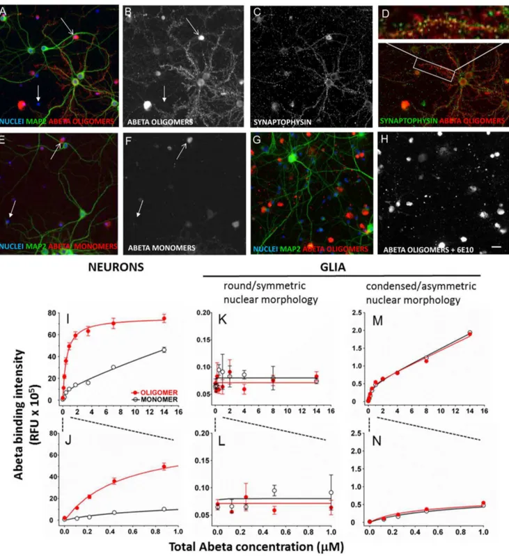 Figure 6. Abeta oligomers bind to a single saturable receptor site on neuronal synaptic puncta