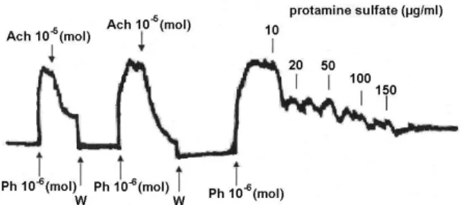 Fig. 2A. Representative recording of PS–mediated relaxation of  the mesenteric artery with endothelium (E + ) isolated from SH  rats and pre-contracted by phenylephrine (Ph).