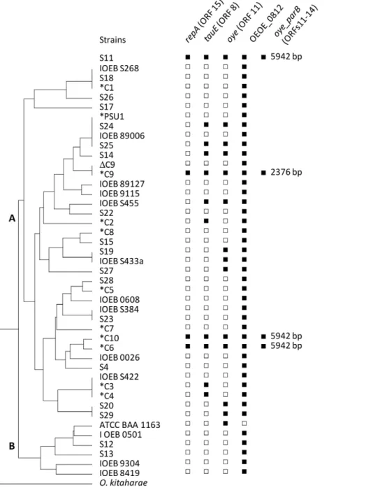 Figure 2. Distribution of pOENI-1 genes in 44 O. oeni strains. The dendrogram was constructed from DNA banding patterns obtained by NotI- NotI-PFGE analysis of 44 O