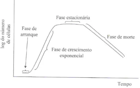 Figura  6  -  Curva  de  crescimento  típica  de  uma  cultura  descontínua  (imagem  adaptada  de  Fonseca &amp; Teixeira, 2007) 