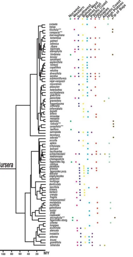 Figure 2. Time-calibrated molecular phylogeny and distribution of species of Bursera in the 11 sub-biogeographical areas