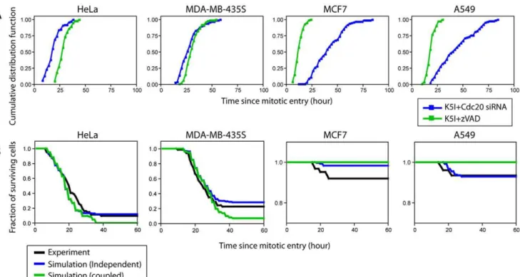 Figure 4. Simulations assuming independent or coupled pathway competition. (A) Cumulative distribution functions of mitotic death (blue) and slippage (green) for four cell lines from experimental measurement