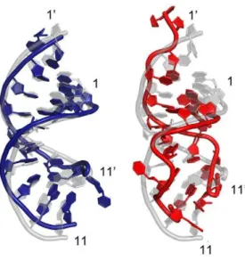 Figure 6. Structural view of the domain motions in the 4-site mutant Ago complexes with DNA as the guide strand