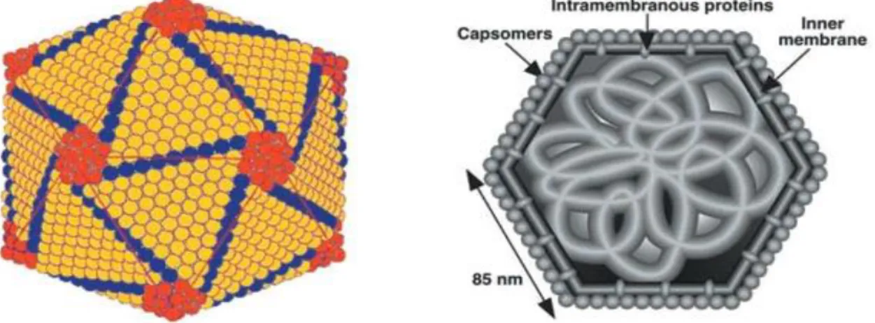 Figura 3: Diagrama esquemático da forma icosaédrica e da estrutura do virião. 