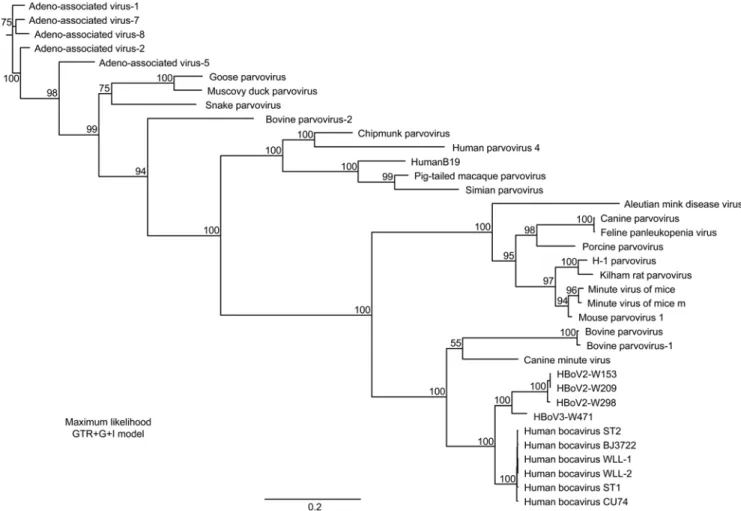 Figure 1. Phylogenetic analysis of parvoviruses: Maximum likelihood dendrogram (bootstrapped, 1,000 replicates) based on full- full-length parvovirus genome sequence (nucleotide) alignments