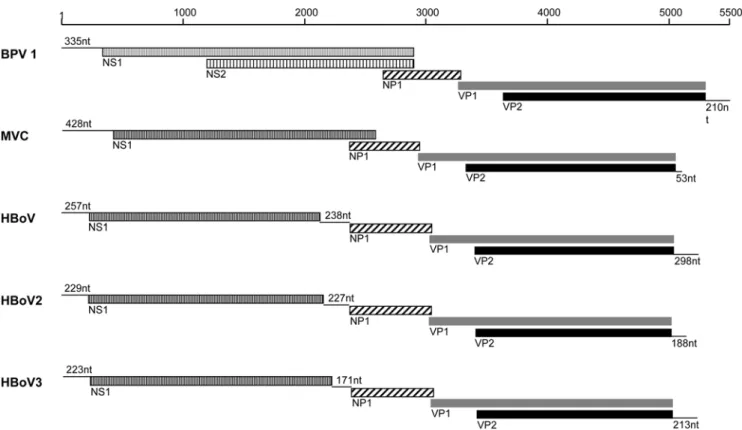 Table 1. Comparison of the open reading frames for HBoV2-W153, HBoV2-W208, HBoV3-W471, and HBoV st1.