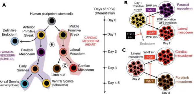 Figure 1.10 Mapping of cardiac mesoderm development. A) Schematic representation of  mesoderm cell fate decisions