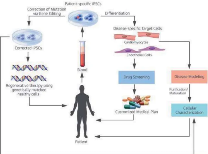 Figure 1.13 Application of iPSC for therapy. Somatic cells from patients harbouring a disease can be  reprogrammed into iPSC
