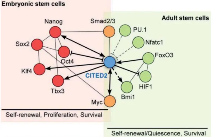Figure 1.16 Stem cells gene regulatory network associating CITED2. Factors important for  ESC (red background) and adult stem cells (green background) and their interaction with CITED2 (193)
