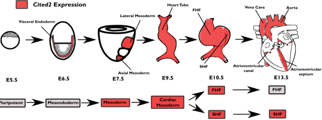 Figure 1.17 CITED2 expression throughout heart development. Schematic representation of Cited2  expression during mice heart development according to the following articles (233, 234)