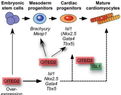 Figure 3.1. Model of the role of Cited2 during cardiogenesis of ESC. CITED2 is required for  the normal expression of mesoderm markers such as Brachyury and Mesp1 and cardiac mesoderm markers such  as Isl1, Nkx2.5, Gata4, and Tbx5