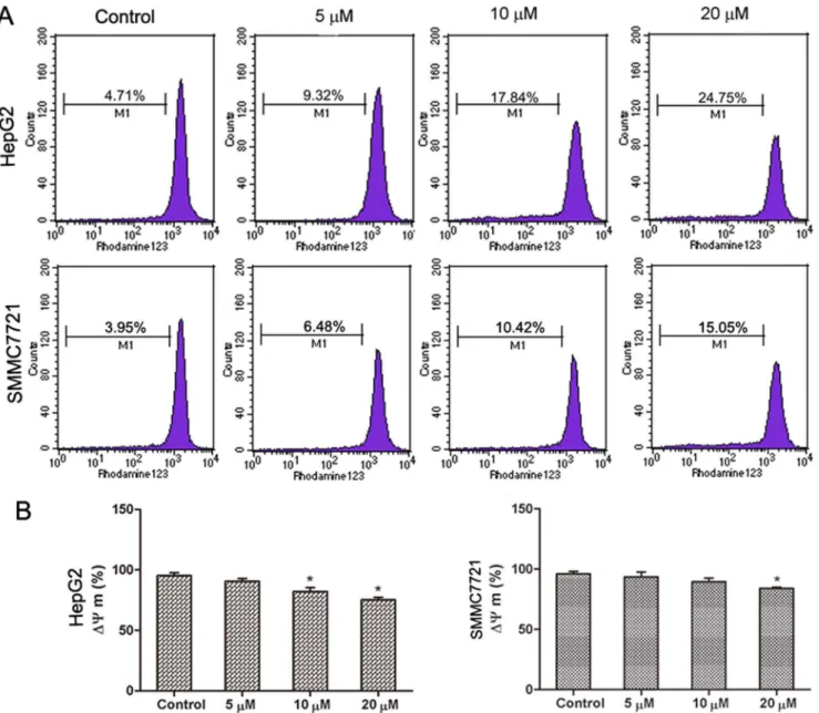 Fig. 5. The effect of abieslactone on the MMP in HepG2 and SMMC7721 cells. (A) The MMP of HepG2 and SMMC7721 cells treated with abieslactone at different concentrations was analyzed by flow cytometry