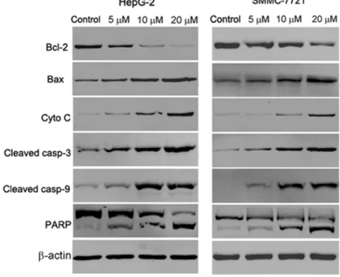 Fig. 6. The effect of abieslactone on the expression of caspase-dependent mitochondrial apoptosis pathway proteins in HepG2 and SMMC7721 cells