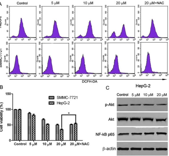 Fig. 7. The involvement of ROS/Akt pathway in abieslactone-induced HepG2 cell apoptosis