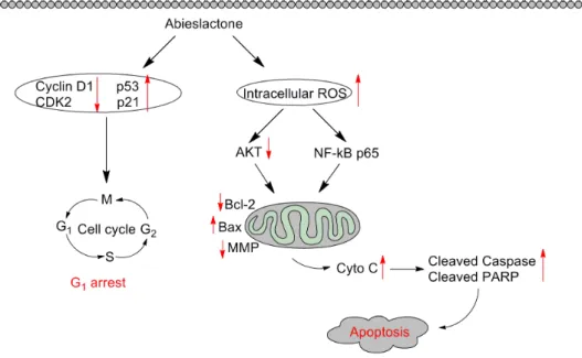 Fig. 8. Schematic form of the proposed mechanisms for abieslactone-induced G 1 arrest and apoptosis in HepG2 cells.