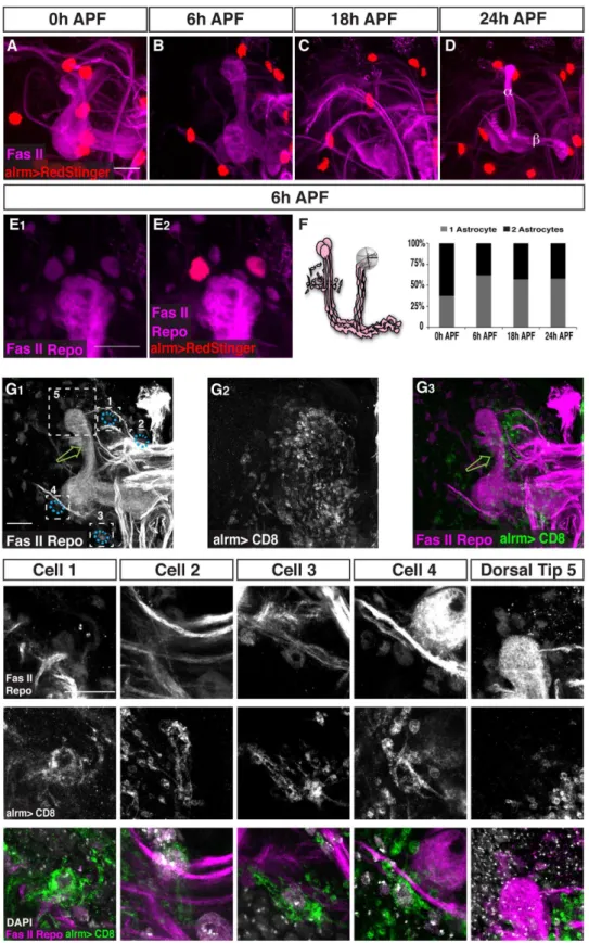 Figure 3. The number of astrocytes at the MB remains constant throughout remodeling. (A–E) Confocal Z-projections of alrm-GAL4 driven RedStinger expression (red, A–E) labeling astrocytes nuclei at 0 h APF (A), 6 h APF (B, E), 18 h APF (C) or 24 h APF (D)