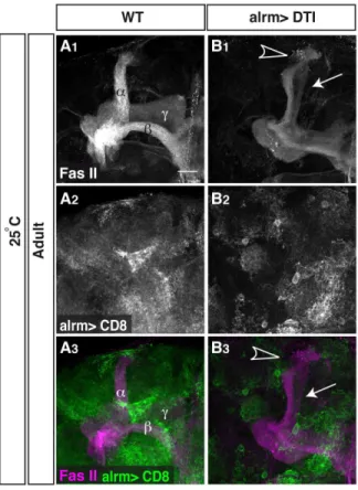 Figure 4. Astrocytes are necessary for efficient axon pruning.